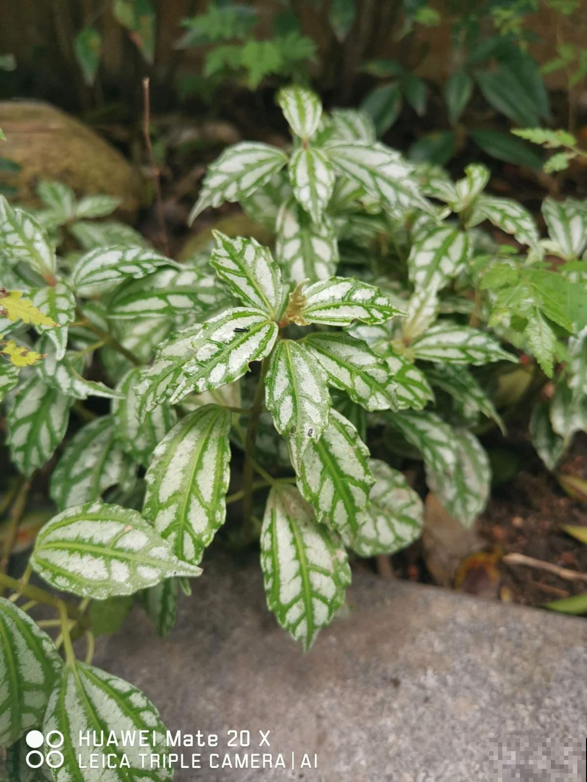 10块钱一盆的冷水花,叶子精美得像一幅画,不愧是网红植物 10块钱一盆的冷水花,叶子精美得像一幅画,不愧是网红植物
