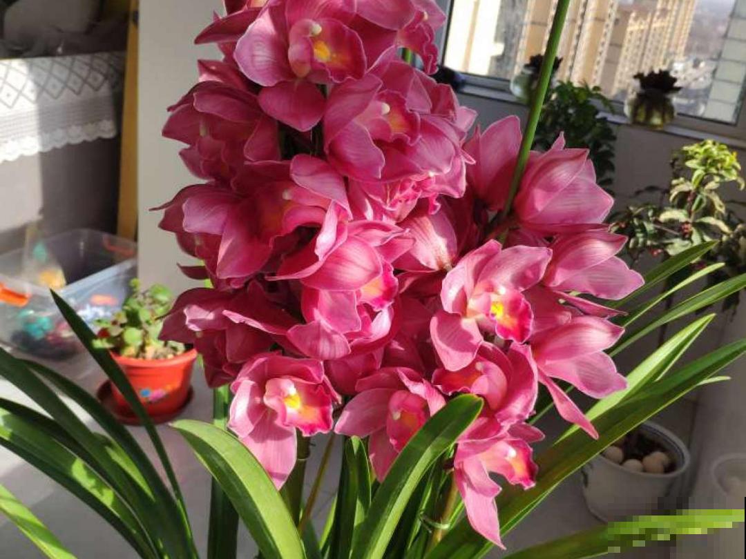 养花“急救”方法，1步搞定，别越拖越严重！