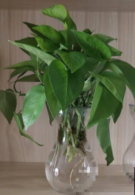 30种观叶植物,能观赏也净化空气,总有一种你养过 30种观叶植物,能观赏也净化空气,总有一种你养过