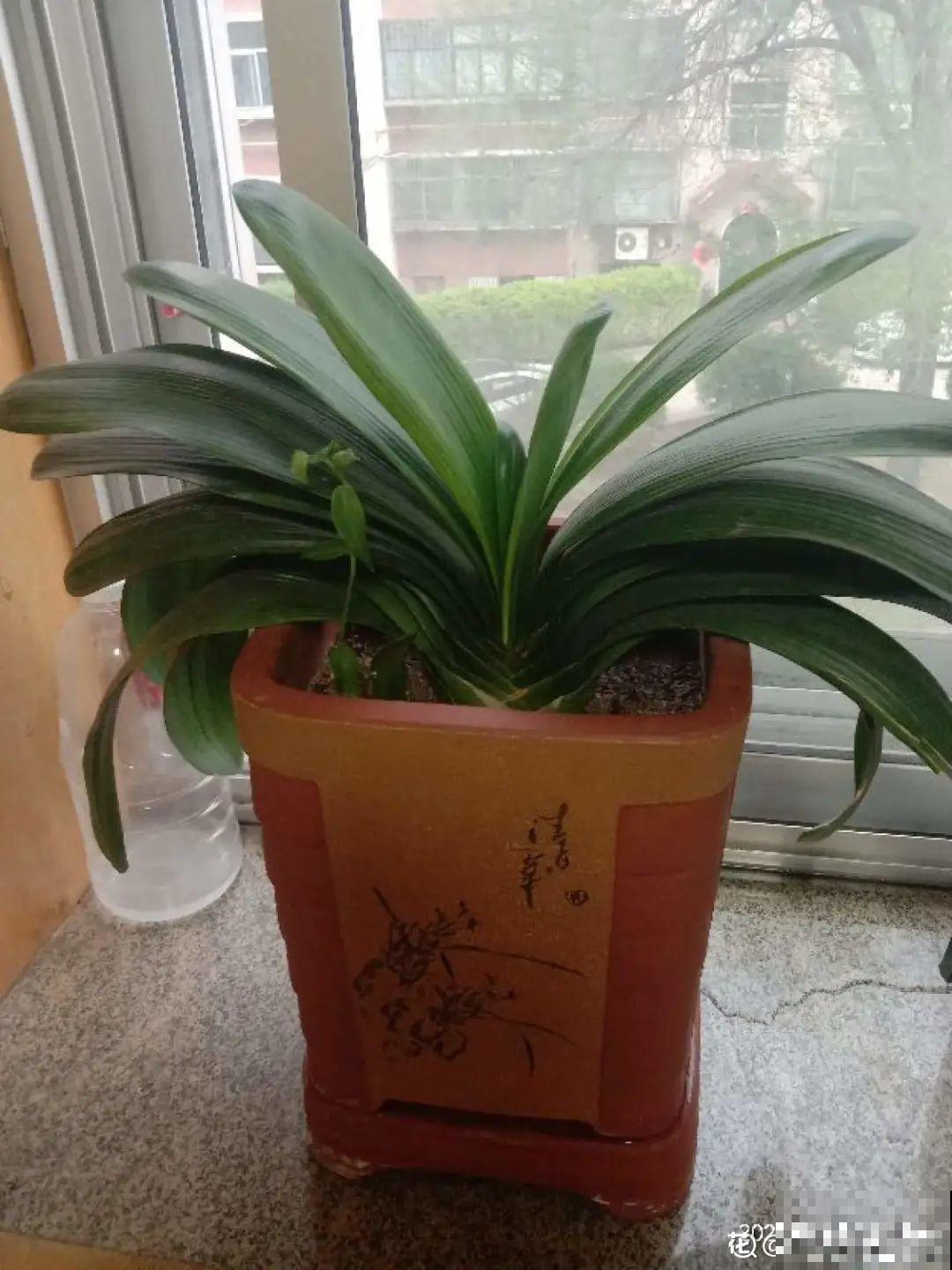 端庄好看的君子兰，适合过年养，寿命长，能活几十年