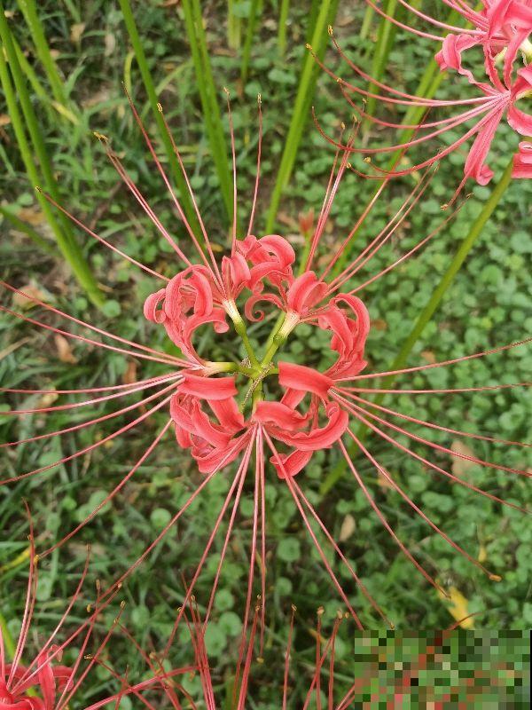 4种“不吉利的花”，以前没人养，现在抢着种