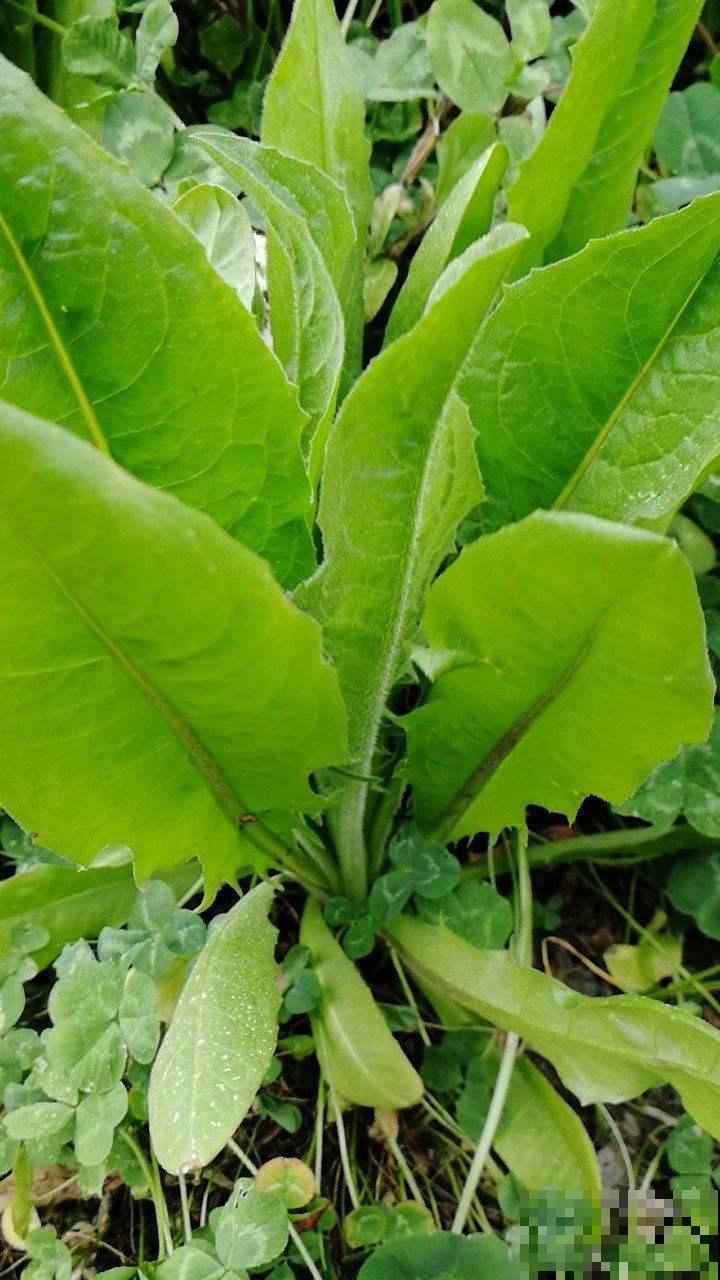 农村常见的野草，现在30块钱一斤，城里超市买不到