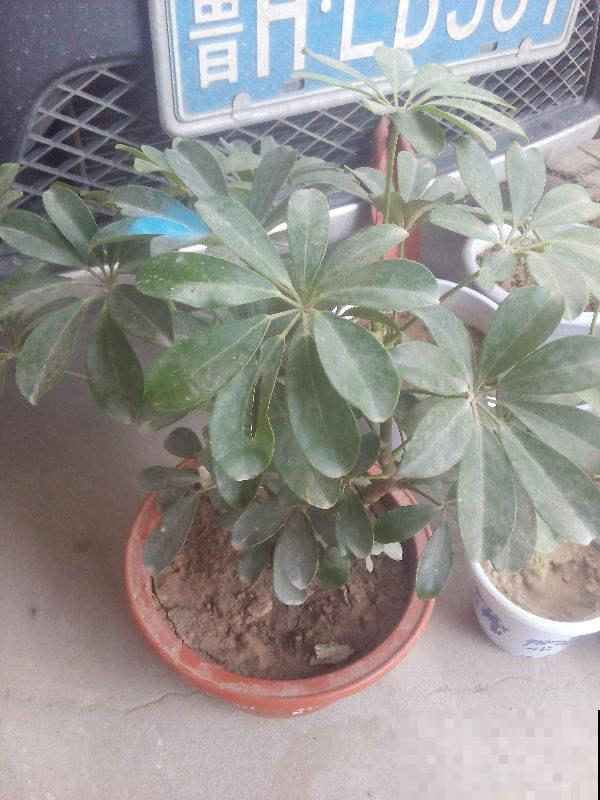 厨房油烟重就养5种绿植，净化空气效果好，还能揪一把炒菜吃