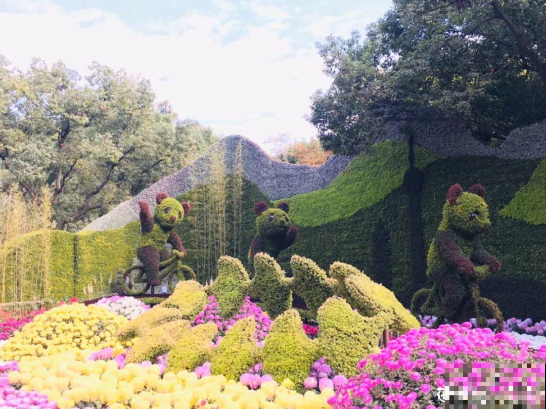 一盆菊花一万二，能开出七个颜色，真是少见