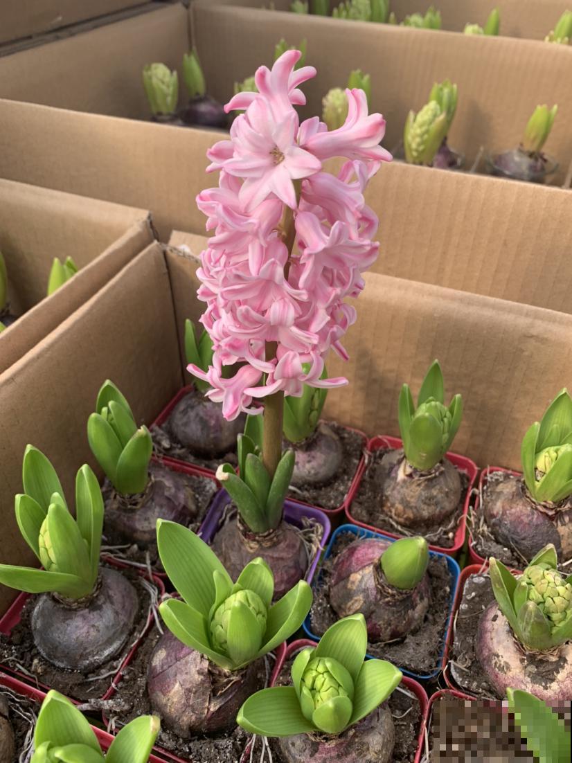 11月份最适合养风信子,开花堪称“活香水”,满屋子香甜味 11月份最适合养风信子,开花堪称“活香水”,满屋子香甜味