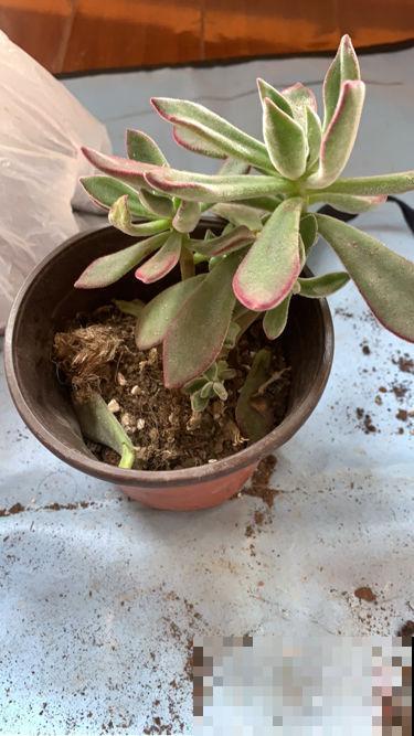 养花千万别用1种盆，花种上就容易烂根，另外4种花盆随便用