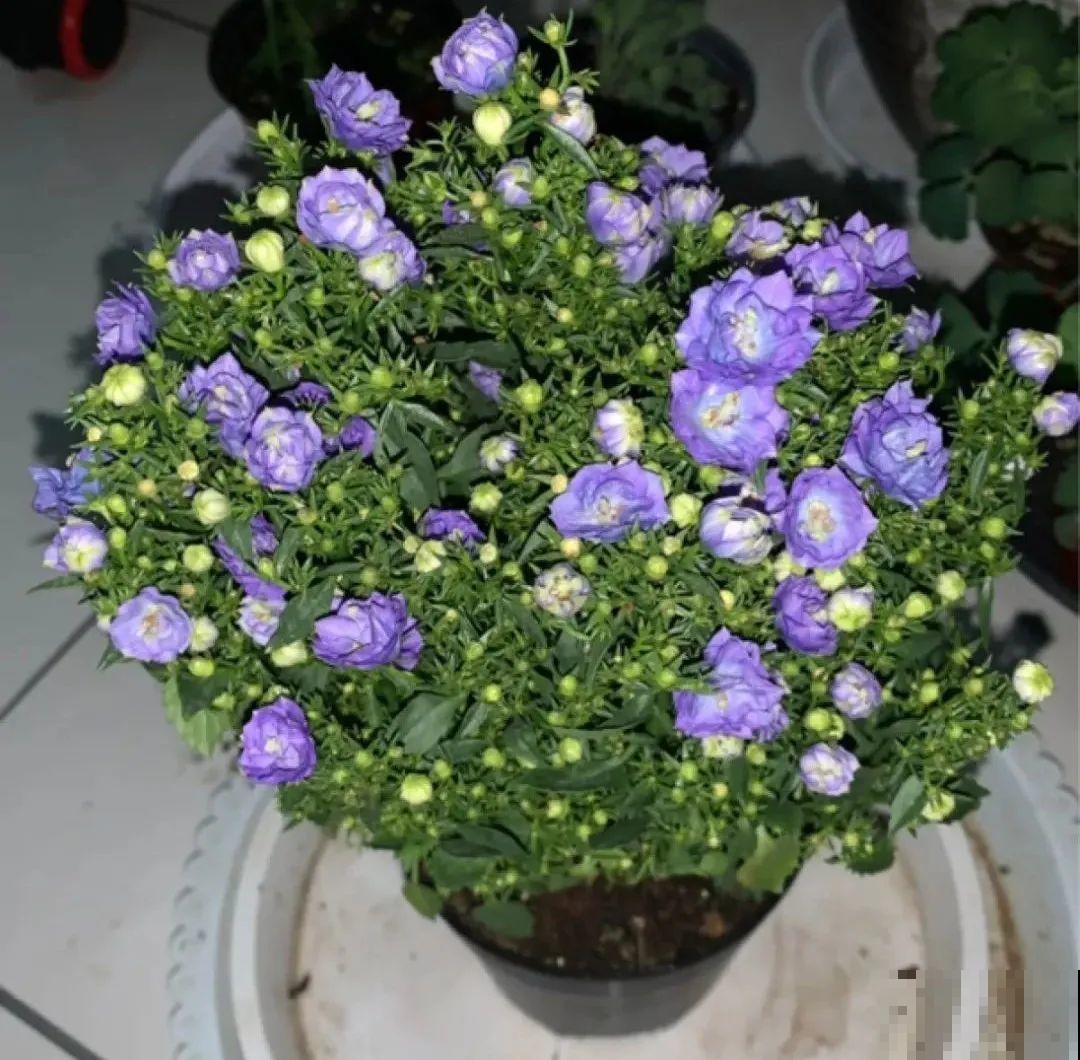 今冬最火网红花,密密麻麻“风铃”花苞,气质十足有格调! 今冬最火网红花,密密麻麻“风铃”花苞,气质十足有格调!