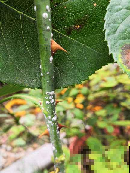 花盆里有小黑飞，记住6个小方法，安全无污染