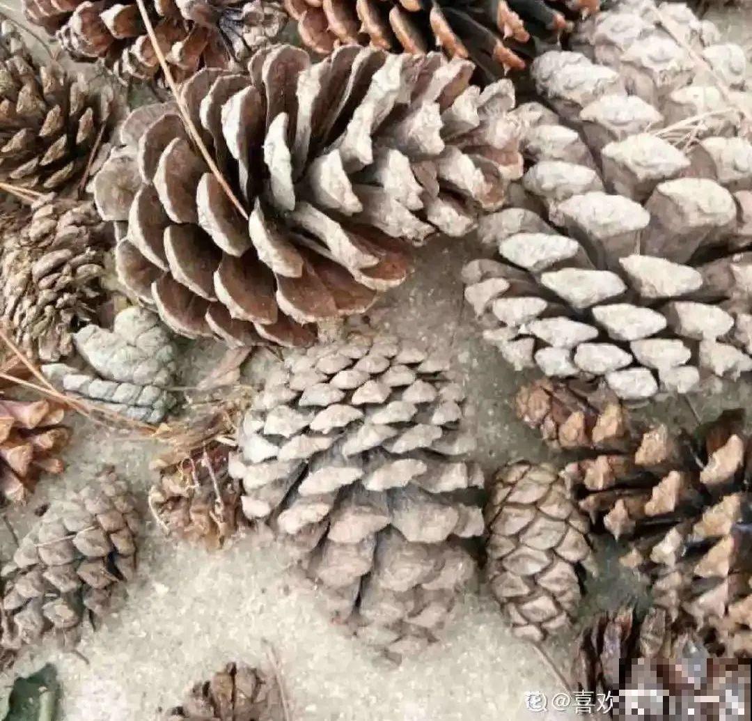 10种“垃圾”不要丢，拿来养花效果好，还能省下一笔钱