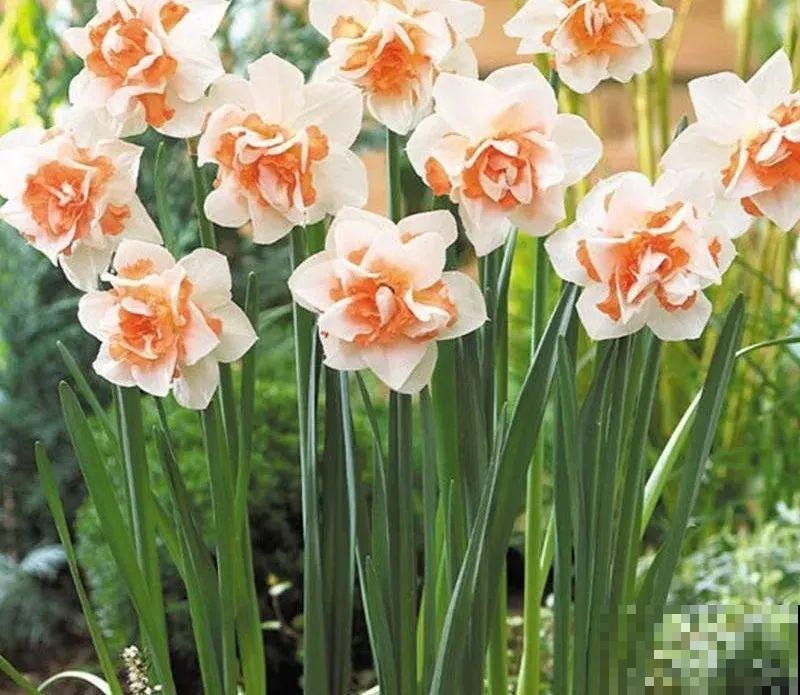 2块钱一个的便宜花,埋土里就开花爆盆,天再冷也冻不死 2块钱一个的便宜花,埋土里就开花爆盆,天再冷也冻不死