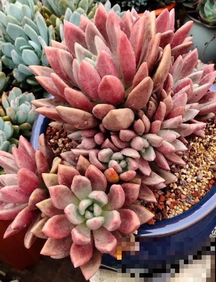 秋天的多肉还“瘦不拉几”,学会4个方法,多肉胖乎乎招人爱 秋天的多肉还“瘦不拉几”,学会4个方法,多肉胖乎乎招人爱