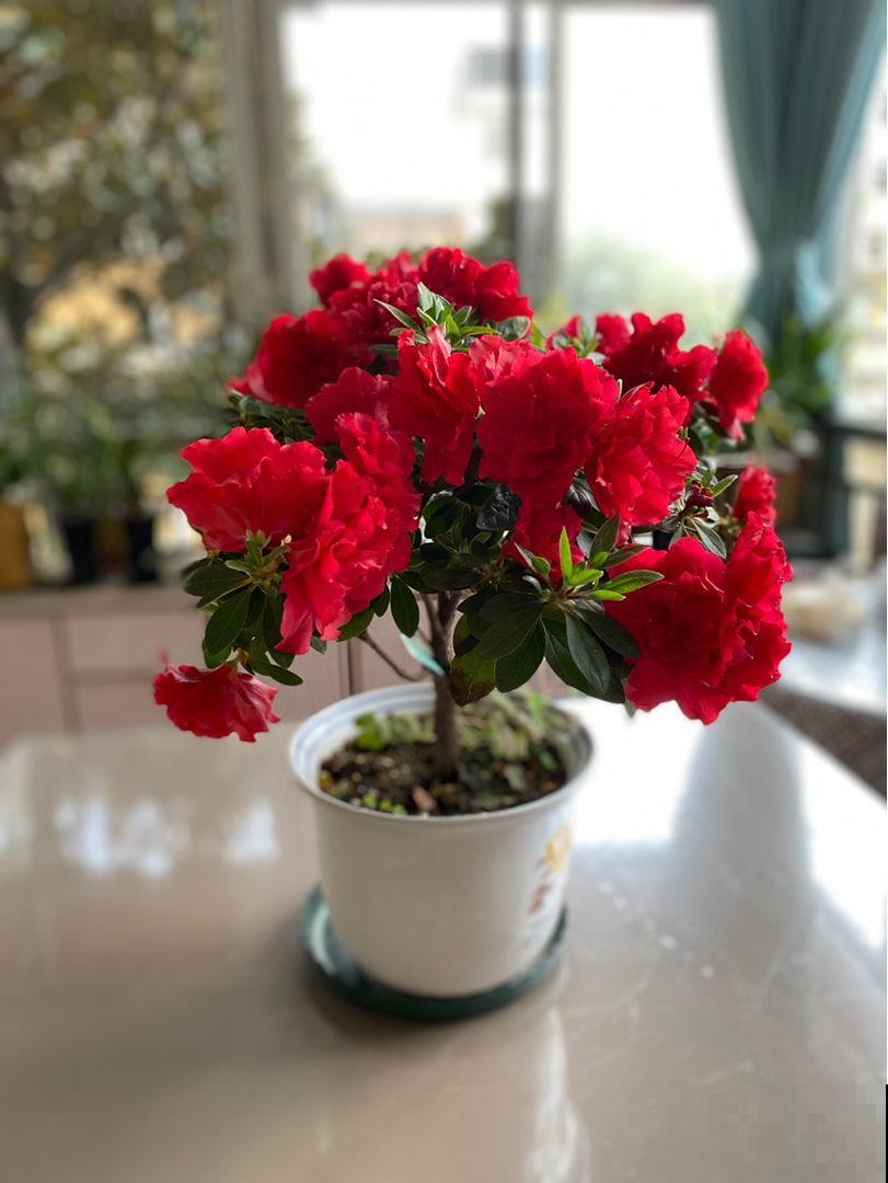 杜鹃花身上有“小机关”,有净化空气的效果,养人养身心 杜鹃花身上有“小机关”,有净化空气的效果,养人养身心