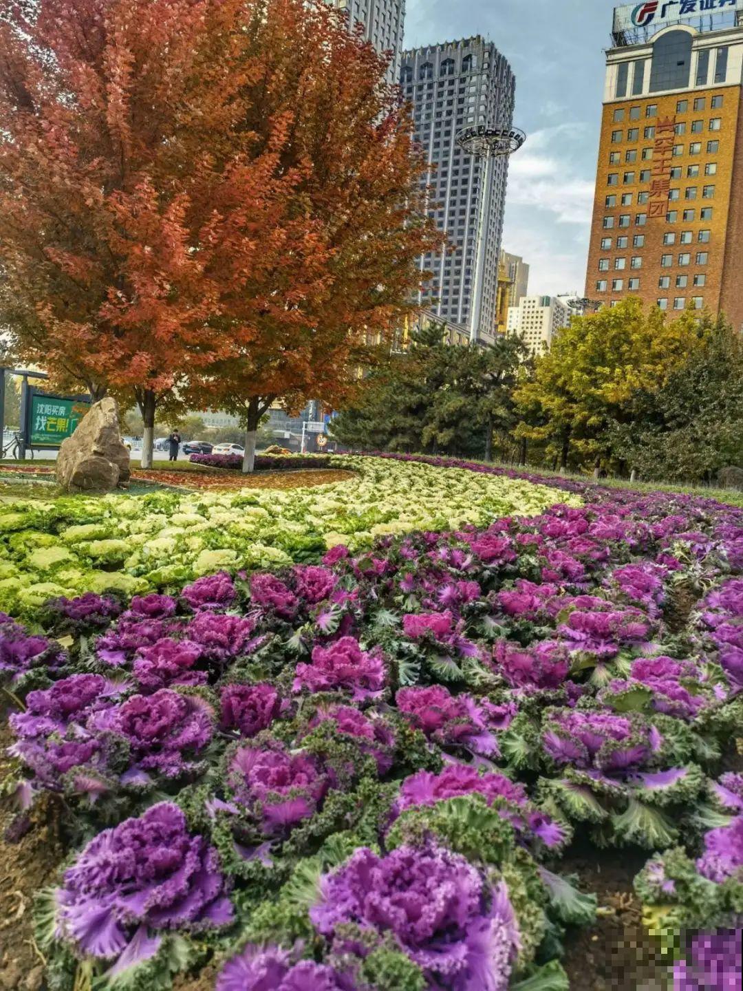 5种花长太快，容易泛滥成灾，千万别随便丢弃