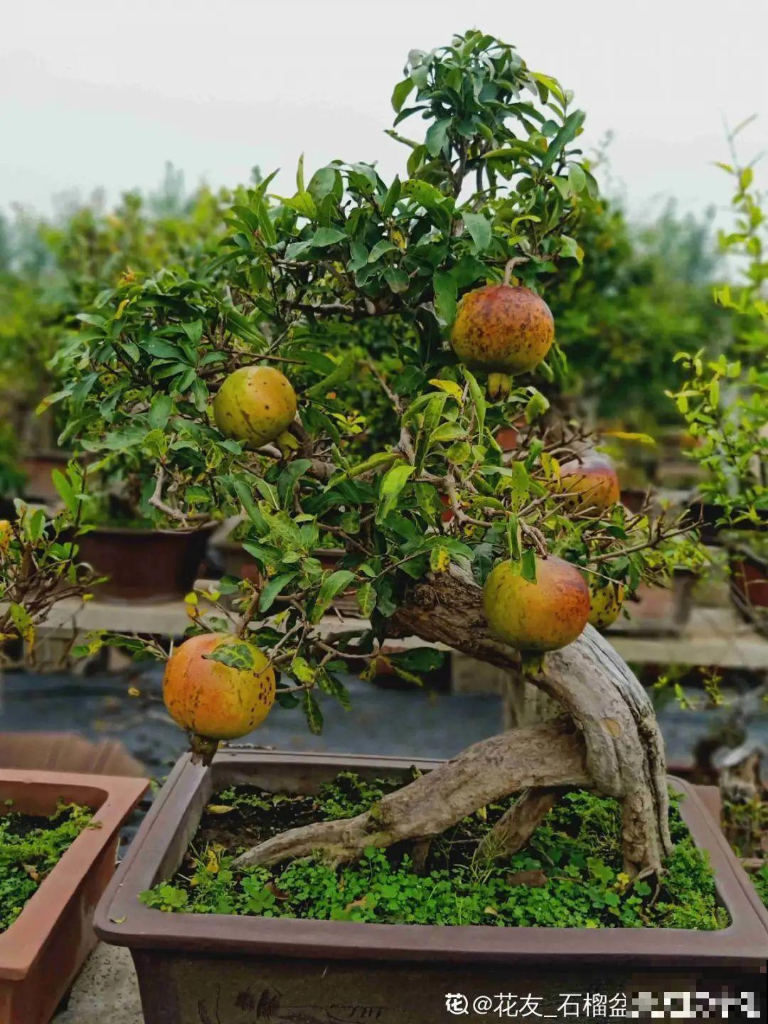 家里养8种“守家树”，红红火火特别旺运，镇宅好福气