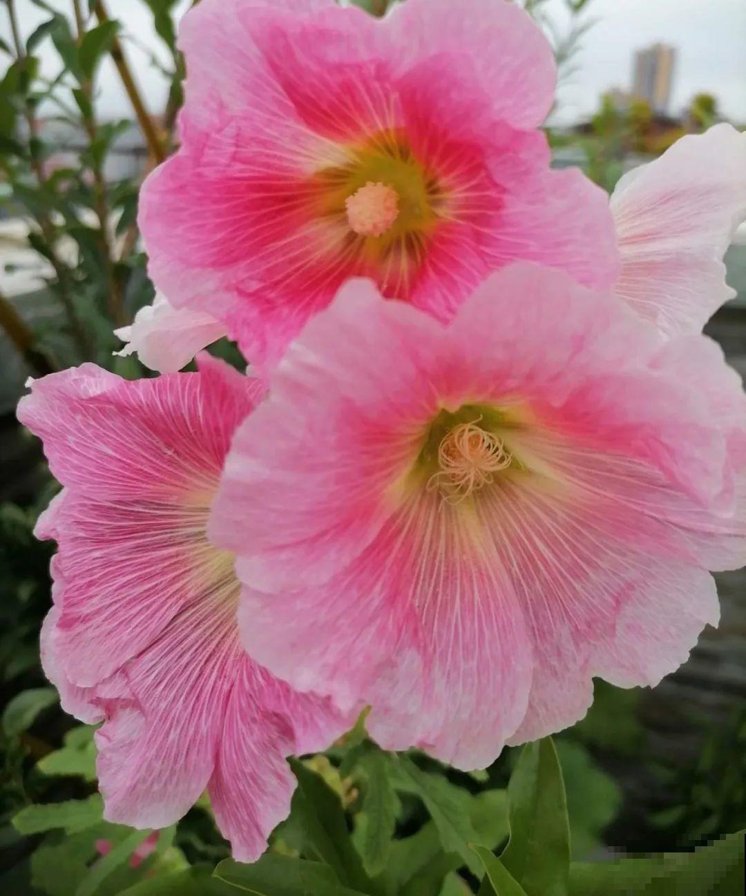 4组花长得太像,实在太容易认错,你能认出几个? 4组花长得太像,实在太容易认错,你能认出几个?