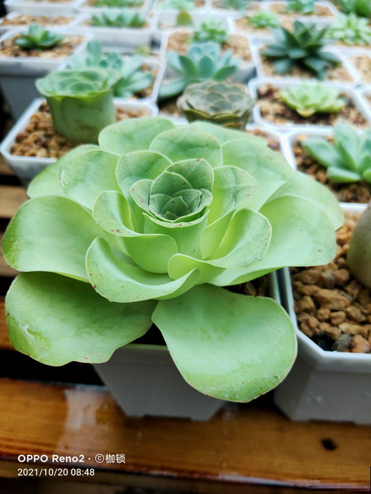 养花最重要的4个时间点，稍不注意，就会“全军覆没”