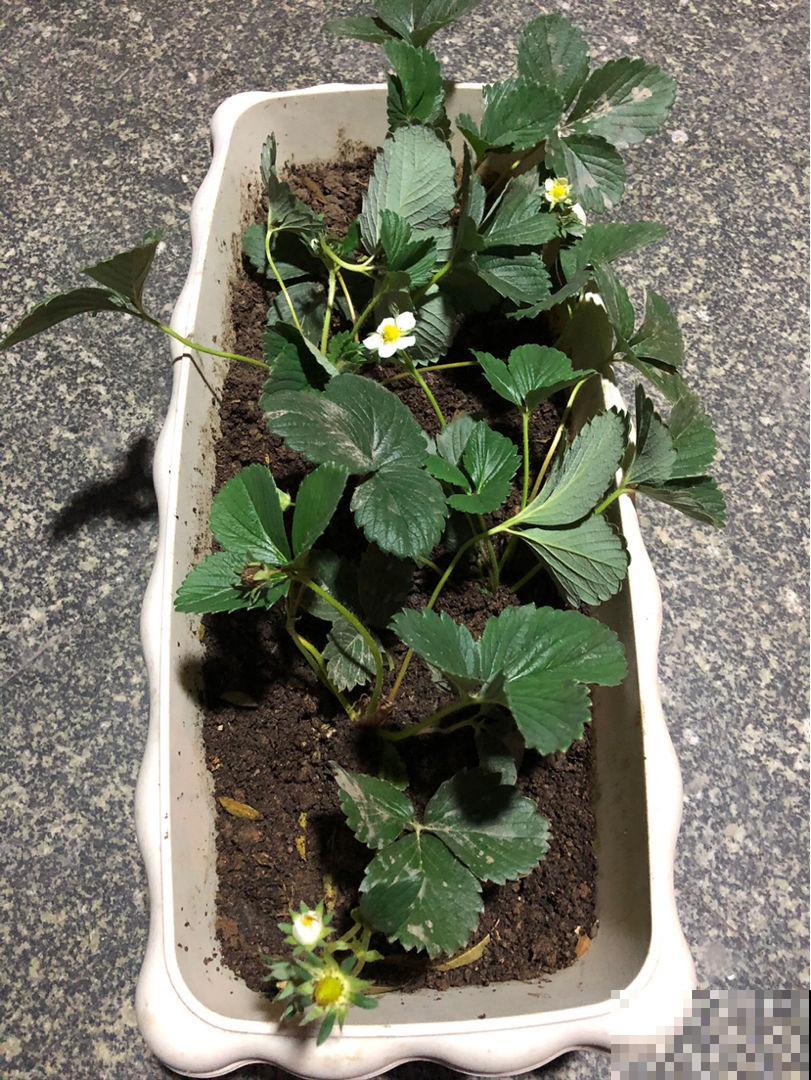 找对地方捡花,买花钱能少一半,你都知道从哪捡花吗 找对地方捡花,买花钱能少一半,你都知道从哪捡花吗