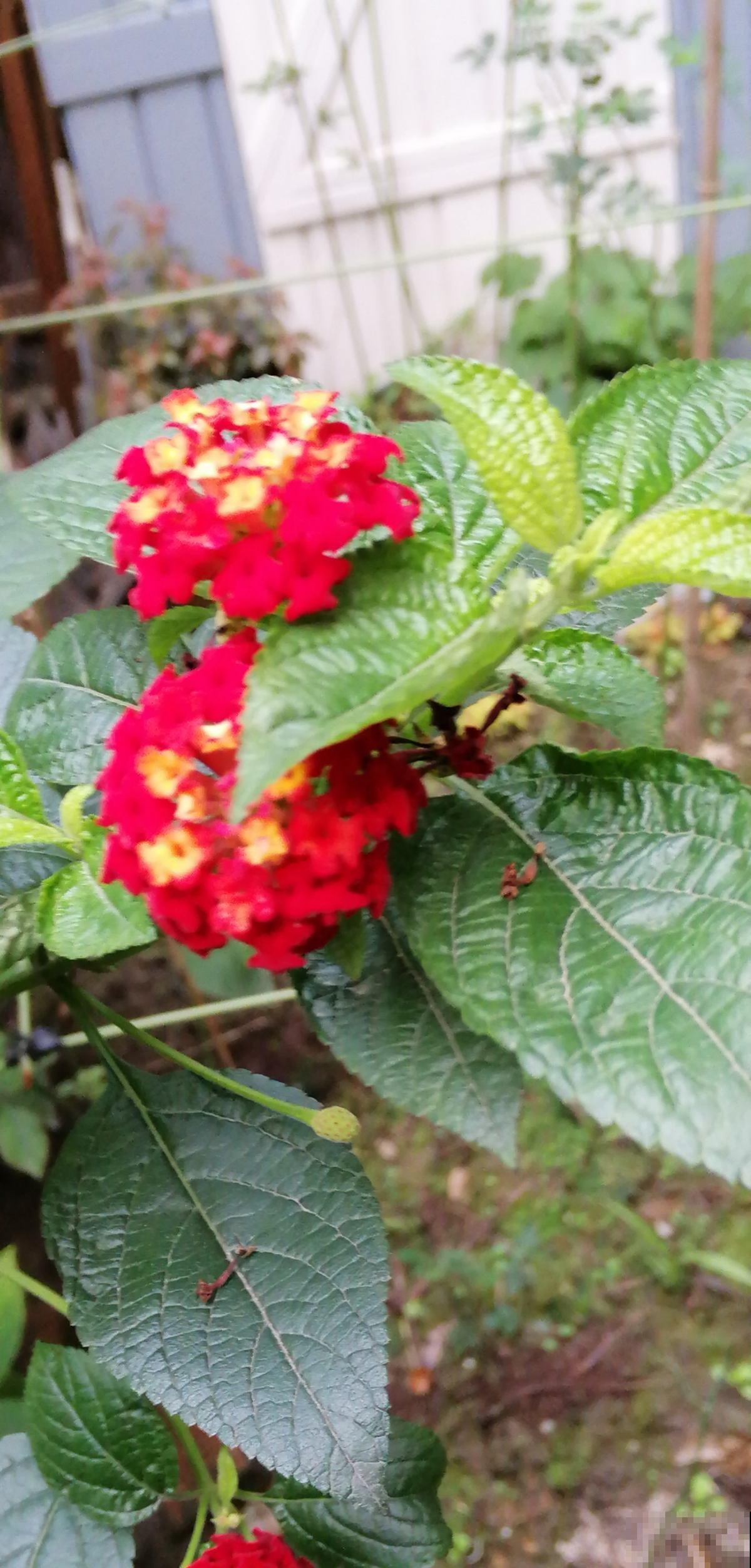 五色梅四季开花,要是谁还能把它养死,那可能不太适合养花 五色梅四季开花,要是谁还能把它养死,那可能不太适合养花