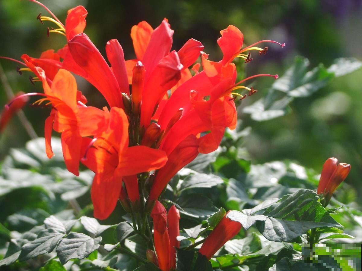 冬天的院子也能种5种花，耐寒又美丽