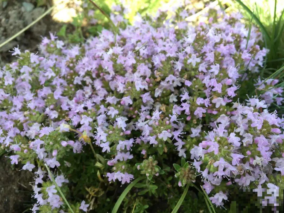 6种盆栽能吃,掐掉一节很快冒新芽,味道芳香营养丰富 6种盆栽能吃,掐掉一节很快冒新芽,味道芳香营养丰富