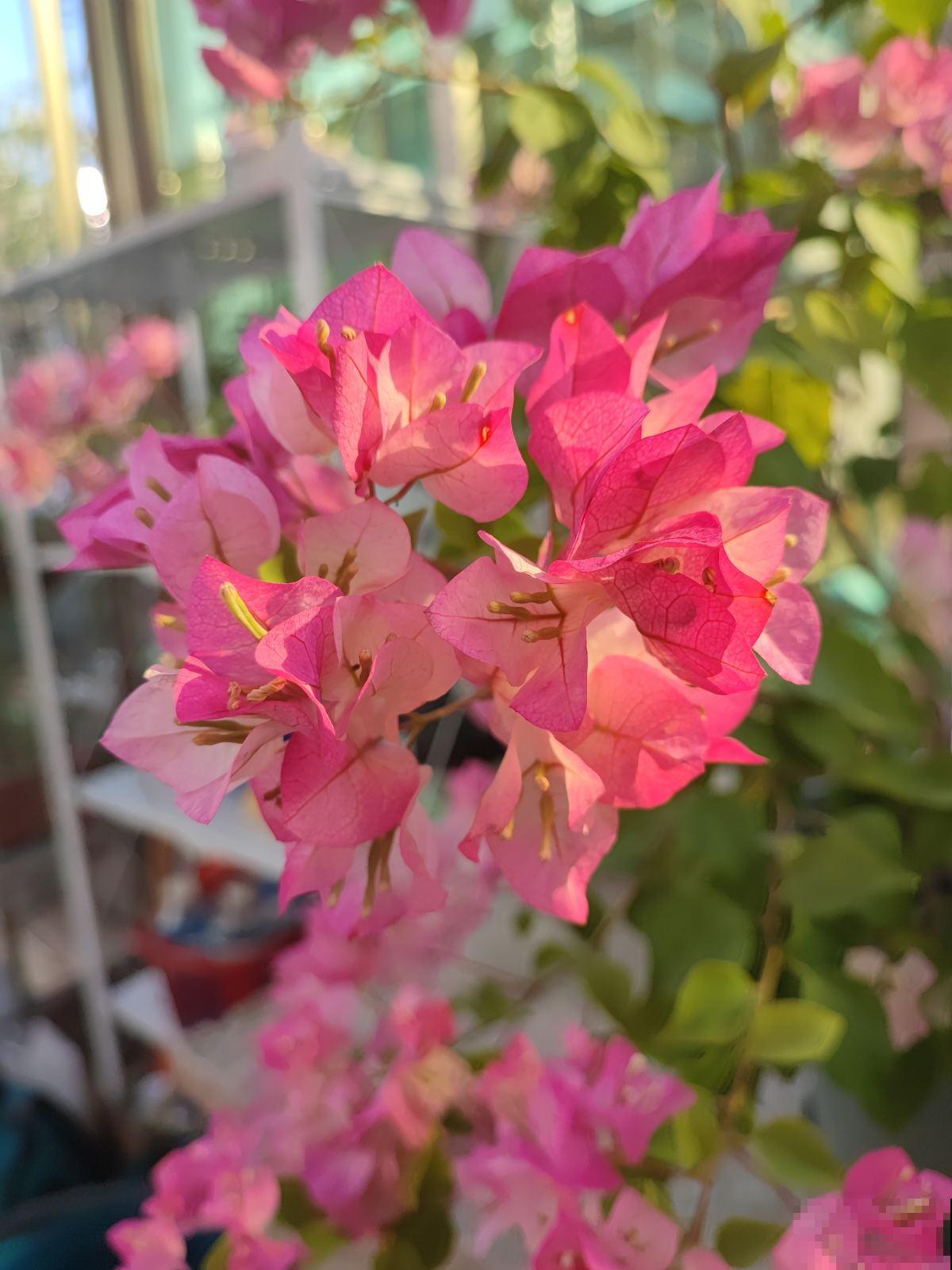 家里有个南阳台，就养这6种花，养了才知道是“真香”