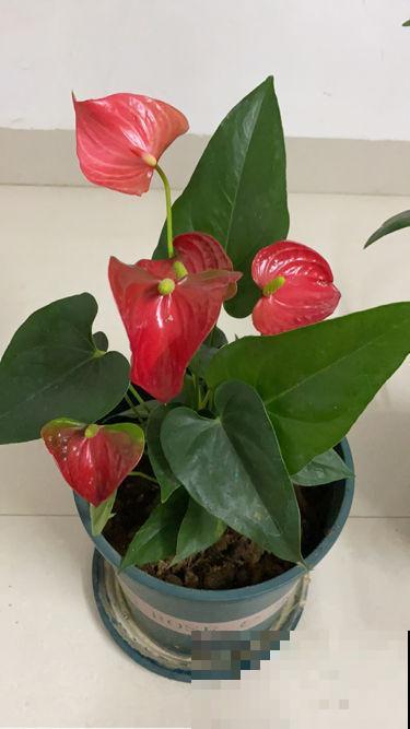 1种花需要暴晒，扔在南阳台不用管，开花红的像“火焰”