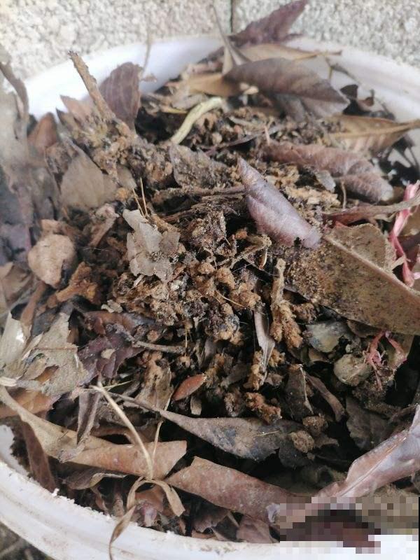 路边捡4种“垃圾”，和土壤掺一起，就是养花万能土，省一大笔钱