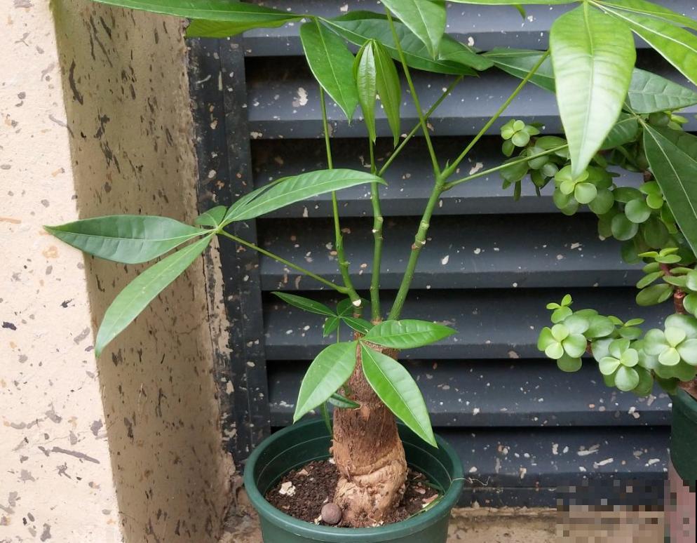 “客厅见树家业稳固”,记住4个口诀,发财树“根壮叶绿”很简单 “客厅见树家业稳固”,记住4个口诀,发财树“根壮叶绿”很简单