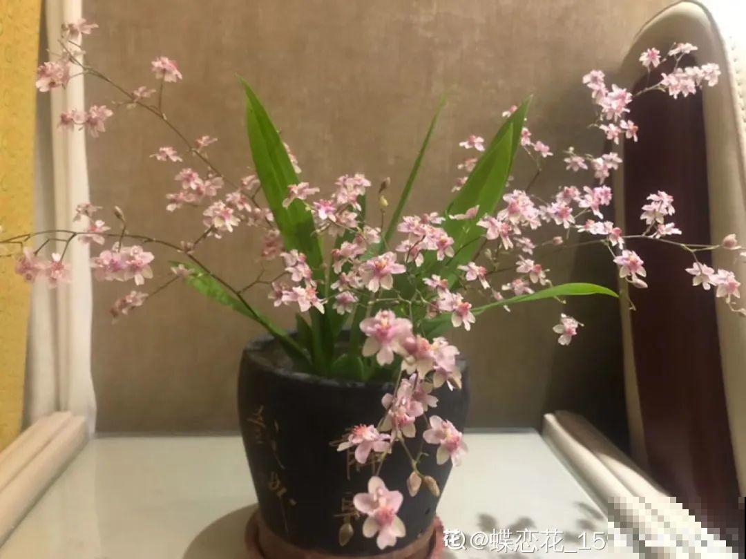 秋天在家养盆“香香花”，满屋子香味，还特耐寒