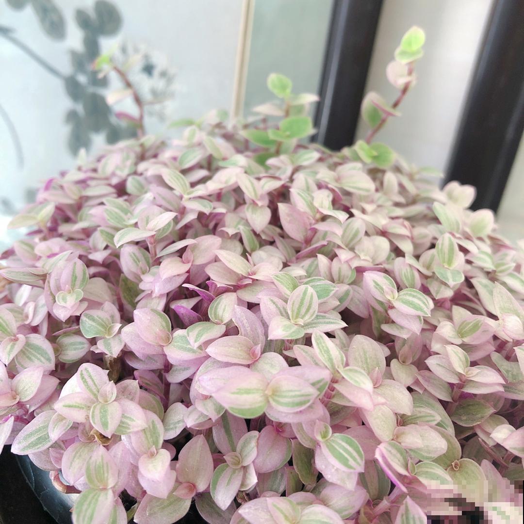 1种多肉名叫“胭脂云”,满盆叶子粉粉嫩嫩,爆盆很容易 1种多肉名叫“胭脂云”,满盆叶子粉粉嫩嫩,爆盆很容易