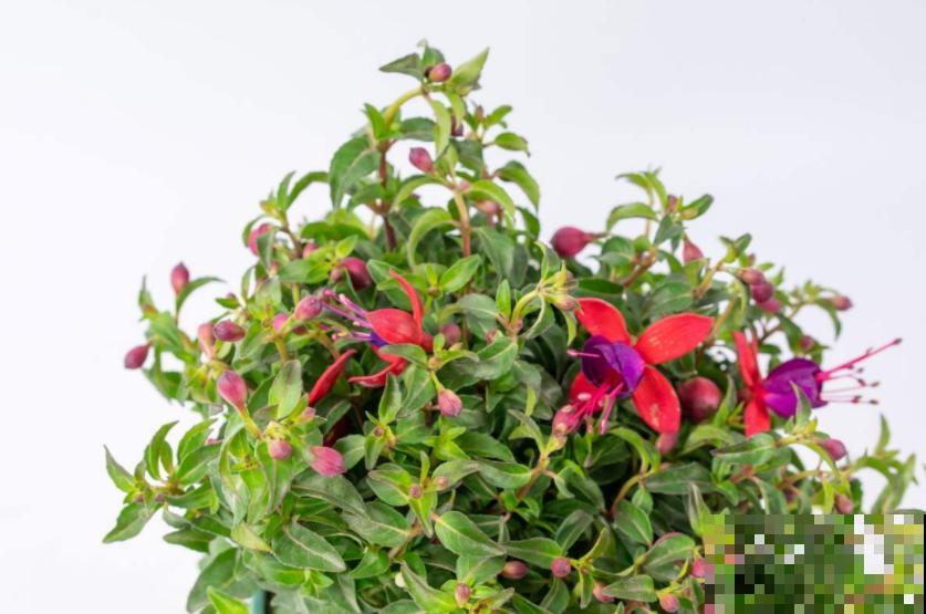 猫砂可以拌土养花？又一个养花小知识，赶快学起来