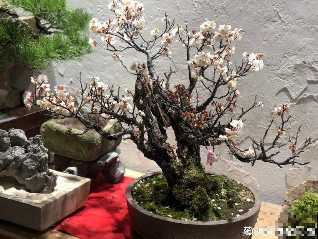 八种花养成老桩,有镇宅旺家好兆头,生机满满 八种花养成老桩,有镇宅旺家好兆头,生机满满