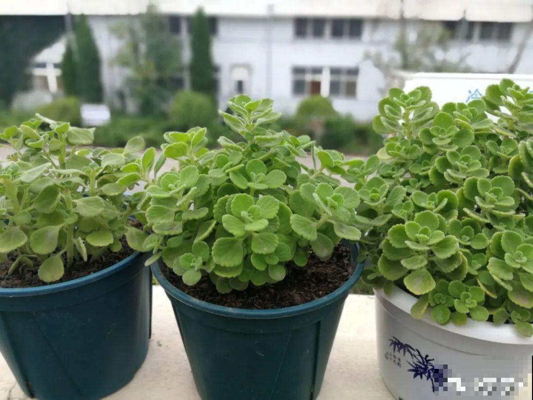 秋天在家养盆“香香花”，满屋子香味，还特耐寒