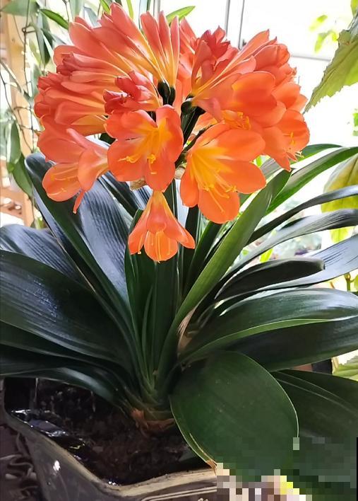 端庄好看的君子兰，适合过年养，寿命长，能活几十年