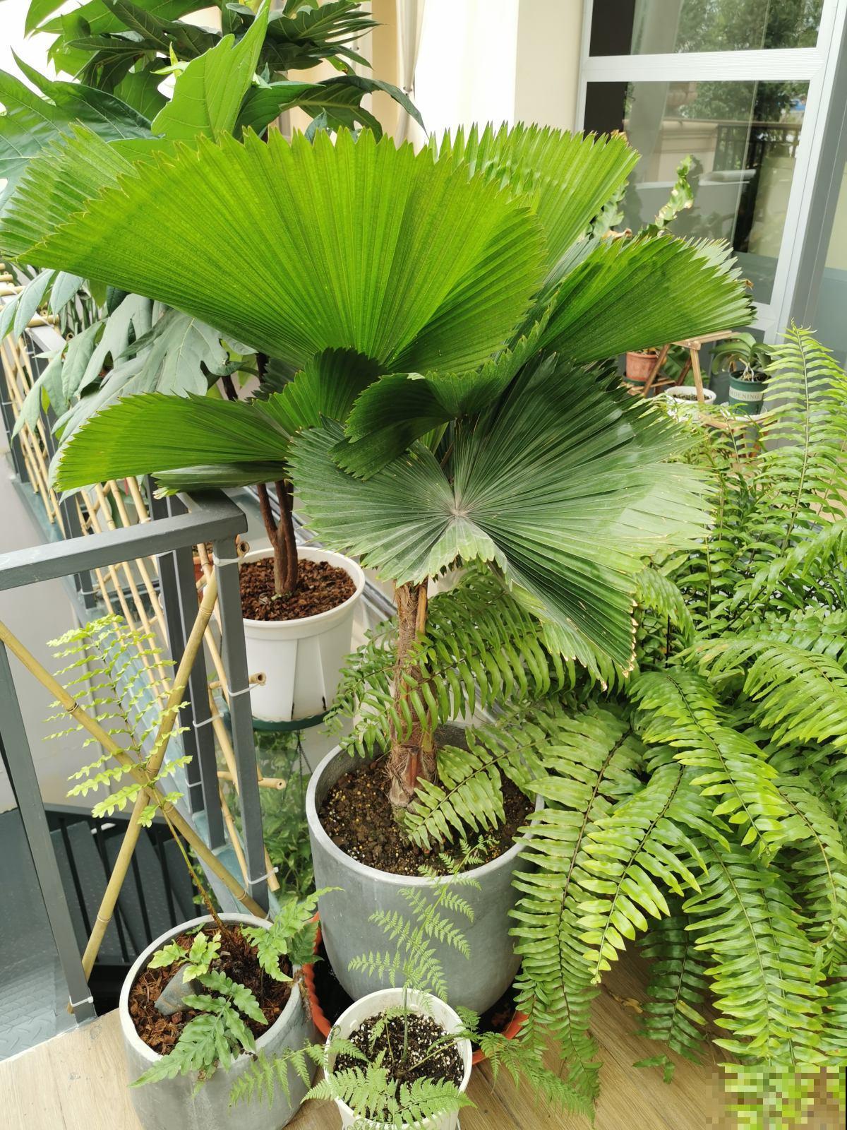 绿植的8个求救信号，多记住一个，就能多救一盆花