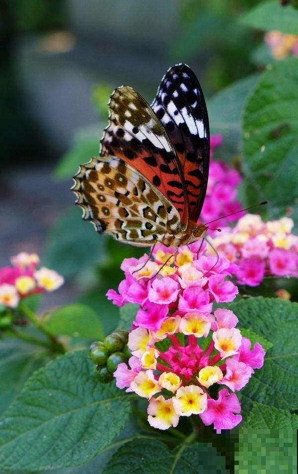 五色梅四季开花,要是谁还能把它养死,那可能不太适合养花 五色梅四季开花,要是谁还能把它养死,那可能不太适合养花