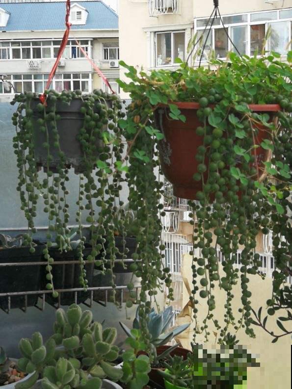 5种“吊兰”，名字和长相大不同，你能说出几种