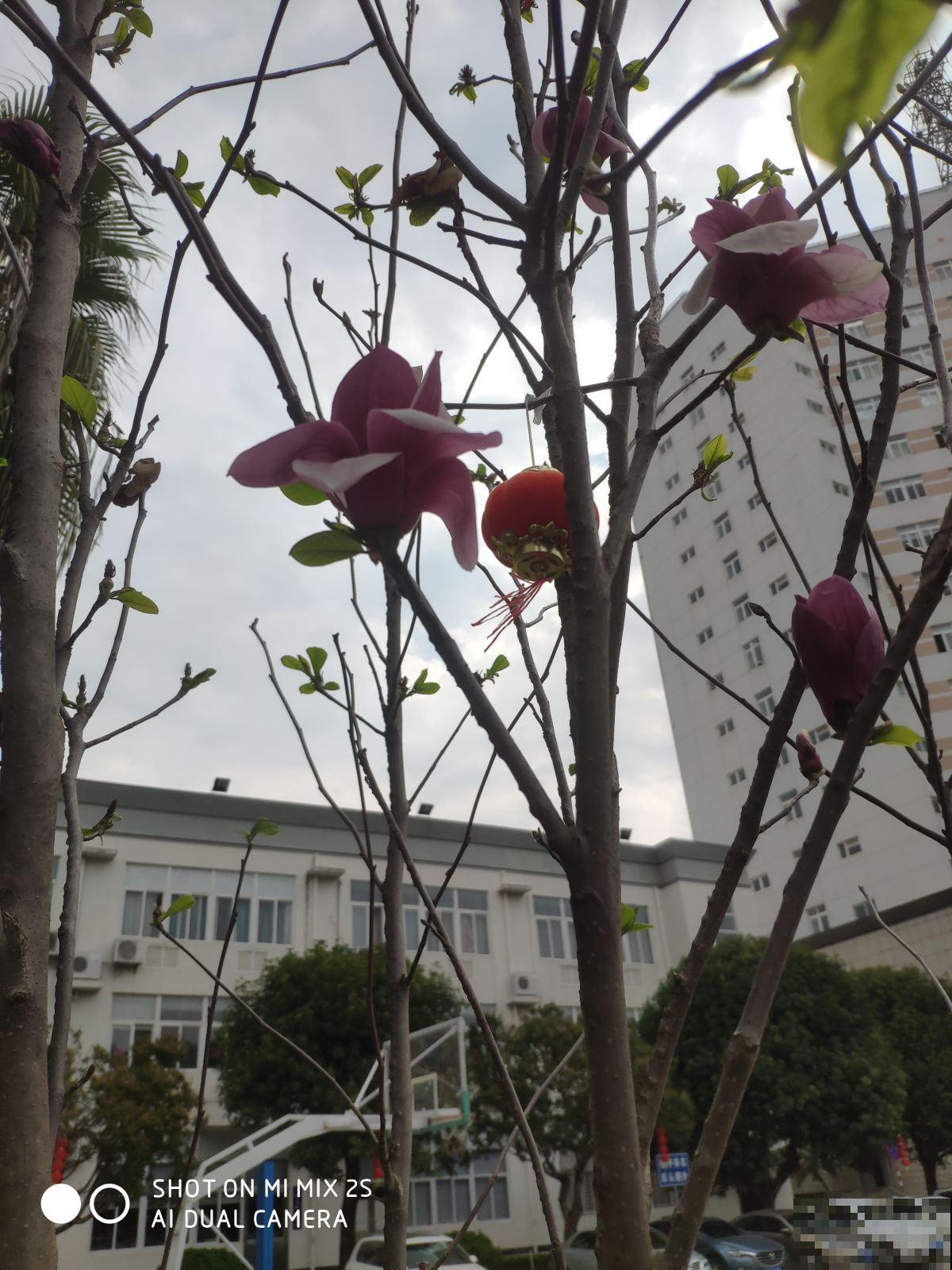 12月种上一棵玉兰花,2月初春开满头,还有“镇宅吉利”好兆头 12月种上一棵玉兰花,2月初春开满头,还有“镇宅吉利”好兆头