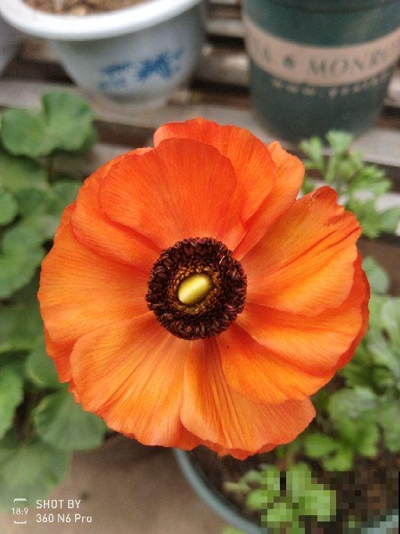 “毛病多”的9种花，新手很难养好，能养好的都是“大神”