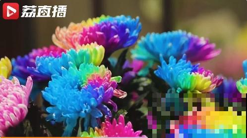 一盆菊花一万二，能开出七个颜色，真是少见