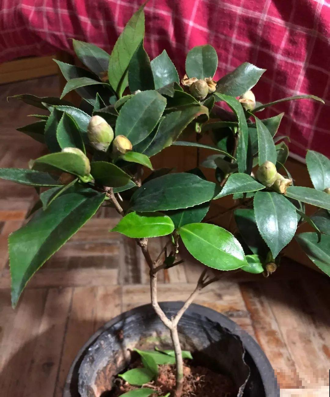 冬天养盆茶花，天一冷就开爆，红红火火花开富贵！