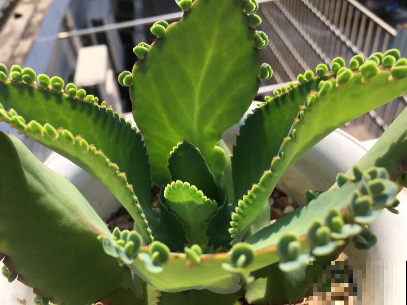 “养不死”的5种花，绿萝都排不上号，随便养养就爆盆