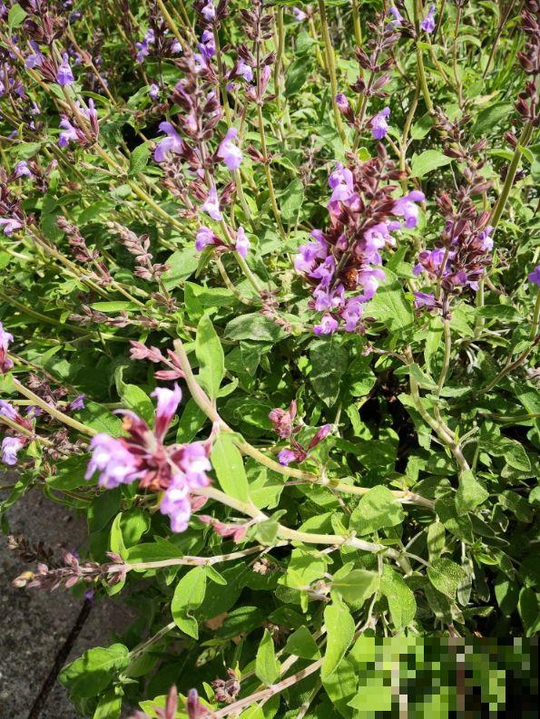 好闻又好吃的3种植物，养在家不要太划算