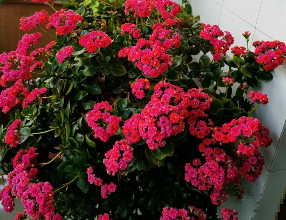 5种花，寿命长，变了老桩更大气