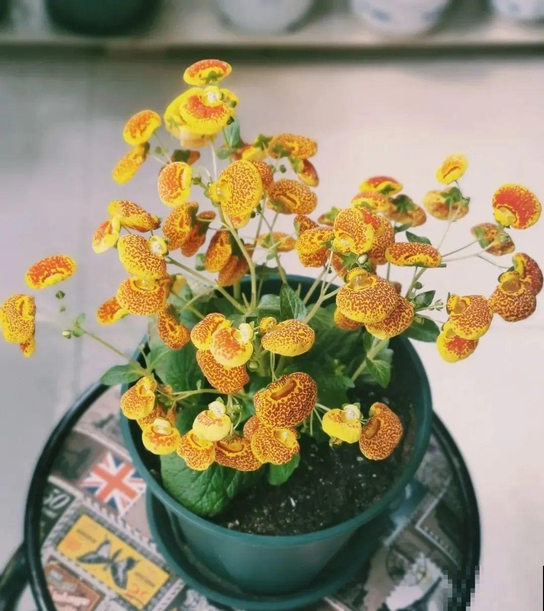 秋天必养的12种花，不用扦插，3个月爆开满盆花！