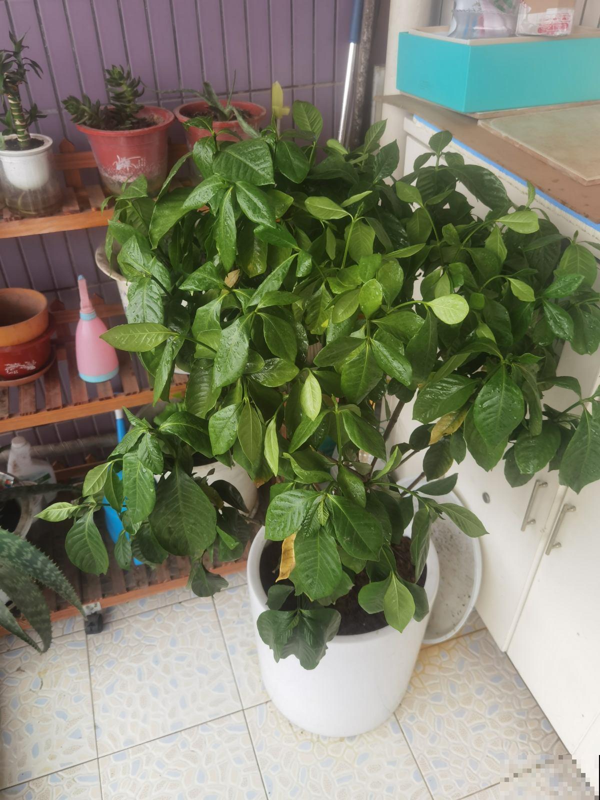 能活上百年的7种植物,长寿又吉利,能养成“传家宝” 能活上百年的7种植物,长寿又吉利,能养成“传家宝”