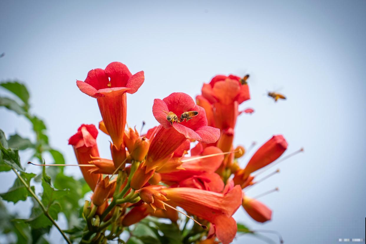 夏天都开什么花