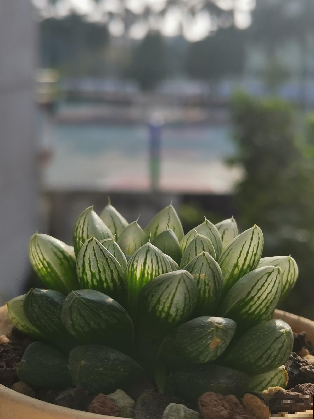 家里的花开出“纳财荷包”，见过的人真不多，寓意招财进宝