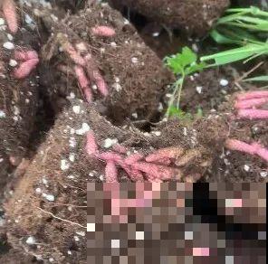 长筒花是“室内花量王者”，没光也能开爆盆，阳台党福音