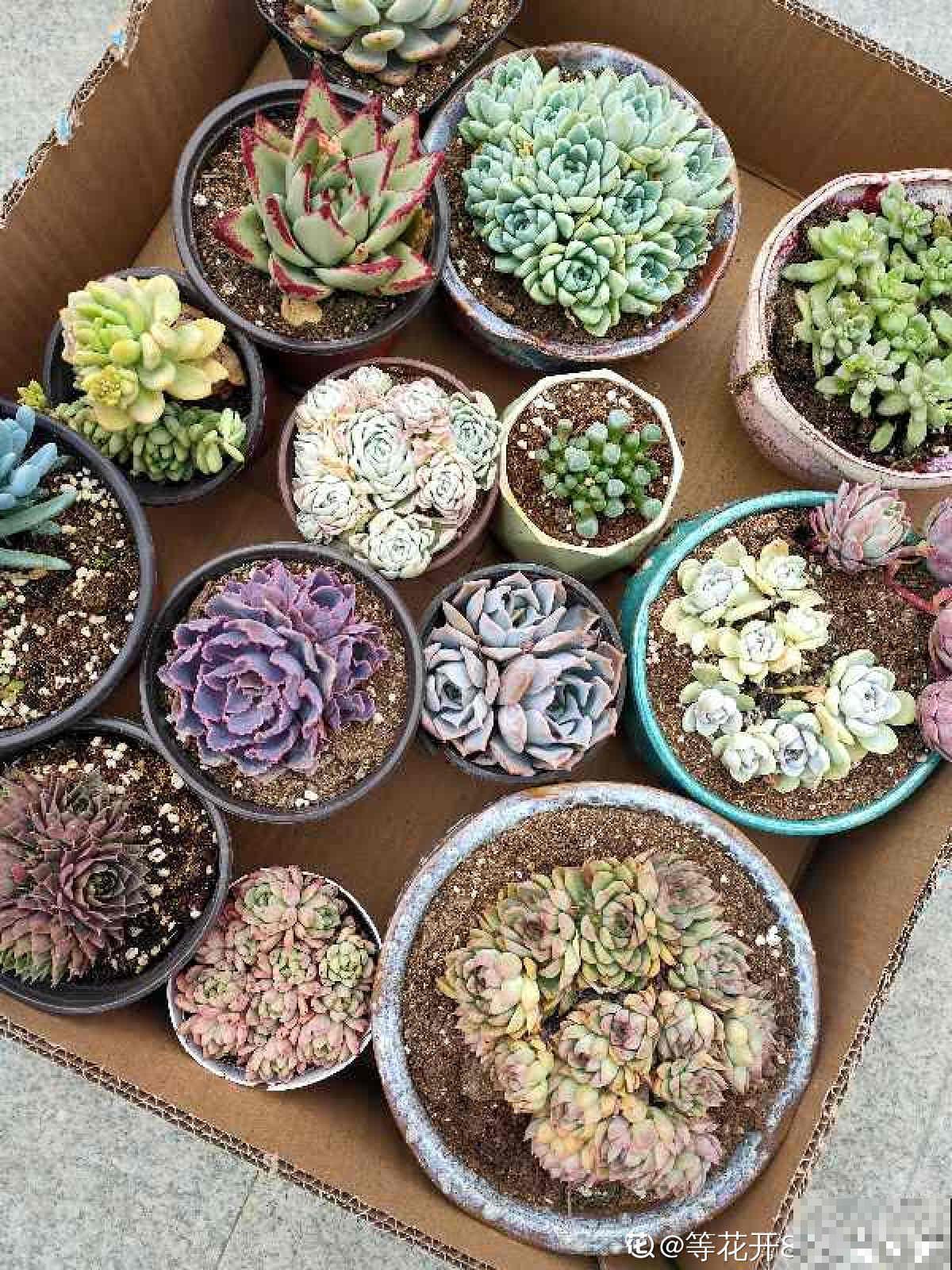 女儿痴迷养多肉，宁肯花高价，也要寄养多肉，我该阻止吗